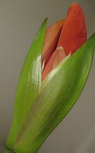 An amaryllis bud gets fuller reminding us of the potential each person has to grow, which can happen in psychotherapy.